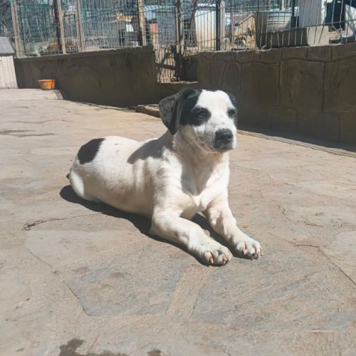 #BE2614474 - Karl, chien croisé à adopter – AnimalWeb Belgique #BE2614474 - Karl, chien croisé à adopter – AnimalWeb Belgique