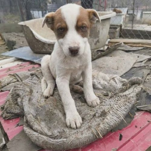 #BE2614476 - Sobeauty, chien croisé à adopter – AnimalWeb Belgique #BE2614476 - Sobeauty, chien croisé à adopter – AnimalWeb Belgique