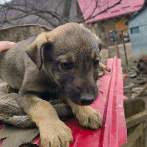 #BE2614477 - Solove, chien croisé à adopter – AnimalWeb Belgique #BE2614477 - Solove, chien croisé à adopter – AnimalWeb Belgique