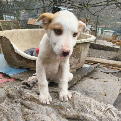#BE2614478 - Socute, chien croisé à adopter – AnimalWeb Belgique #BE2614478 - Socute, chien croisé à adopter – AnimalWeb Belgique