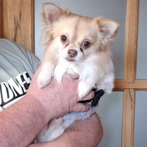 #BE2614479 - Adoptez Yuko, un chien à Wiers – AnimalWeb #BE2614479 - Adoptez Yuko, un chien à Wiers – AnimalWeb