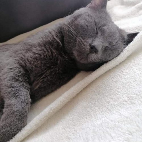 Poussy Poussy