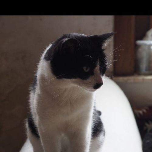 #BE2614482 - Pierrot, chat perdu à Leuze-en-Hainaut - AnimalWeb Belgiq