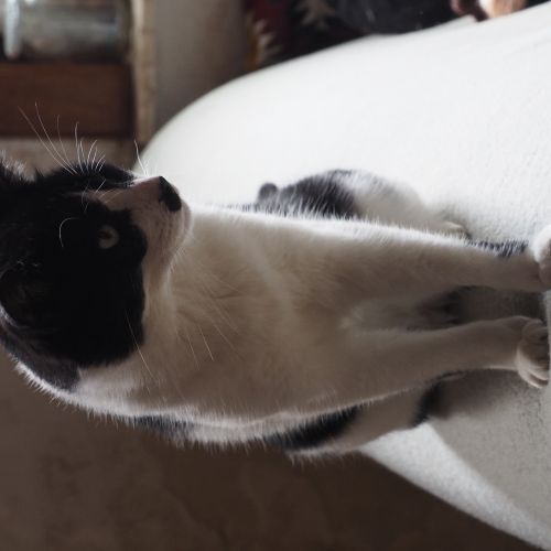 Chat perdu entre Leuze et Frasnes Chat perdu entre Leuze et Frasnes