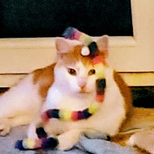 #BE2614483 - Ulysse, chat perdu à Beyne-Heusay - AnimalWeb Belgique