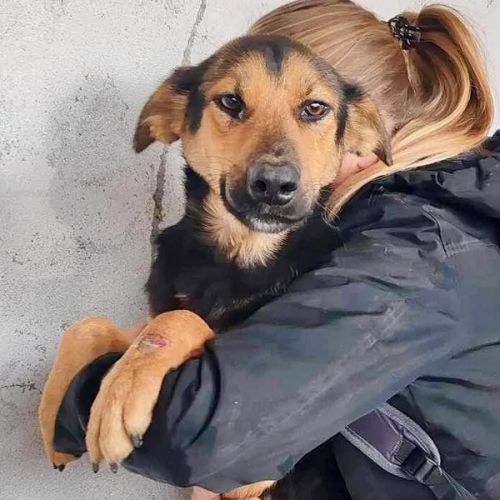 #BE2614484 -  Zanela, chien croisé à adopter – AnimalWeb Belgique
