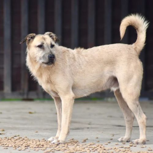 #BE2614485 -  Yuki, chien croisé à adopter – AnimalWeb Belgique