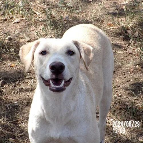 #BE2614486 -  Wilma, chien croisé à adopter – AnimalWeb Belgique