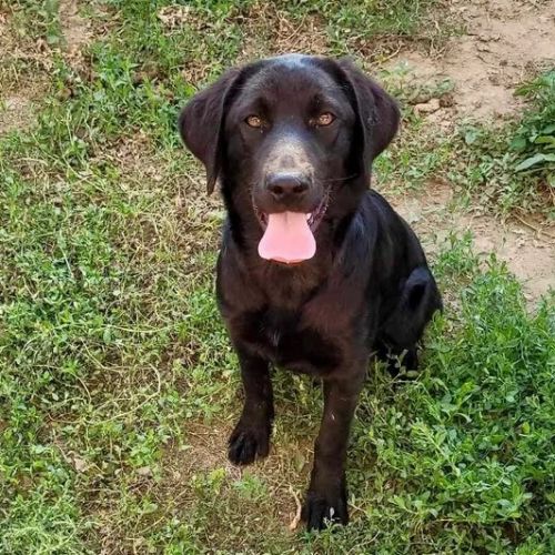 #BE2614487 -  Vixie, chien croisé à adopter – AnimalWeb Belgique