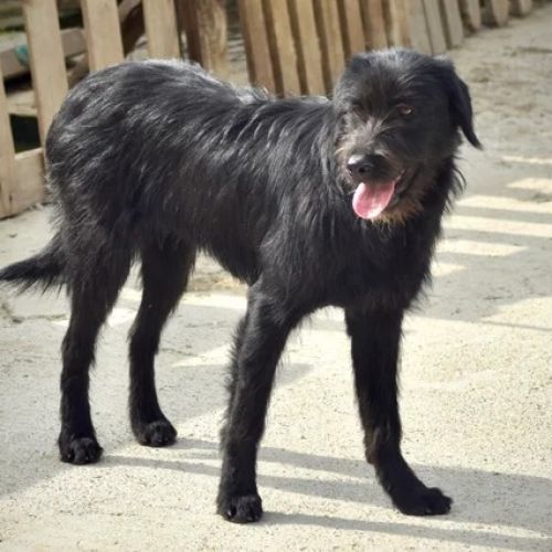 #BE2614488 -  Venus, chien croisé à adopter – AnimalWeb Belgique