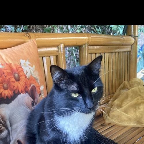 #BE2614489 - Bao, chat perdu à Namur - AnimalWeb Belgique