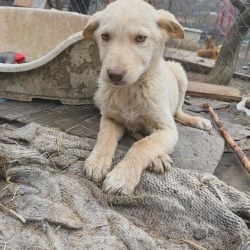 #BE2614490 - Sonice, chien croisé à adopter – AnimalWeb Belgique #BE2614490 - Sonice, chien croisé à adopter – AnimalWeb Belgique