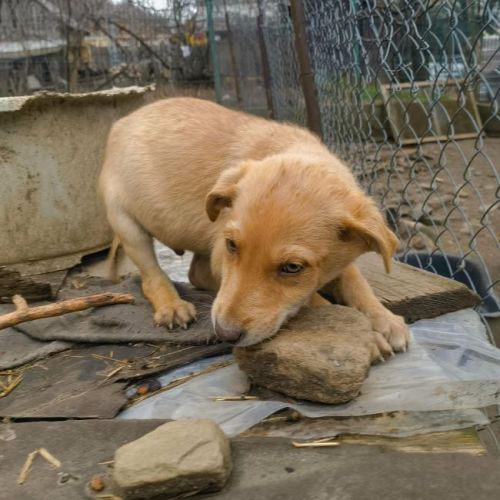 #BE2614491 - Sosweet, chien croisé à adopter – AnimalWeb Belgique #BE2614491 - Sosweet, chien croisé à adopter – AnimalWeb Belgique