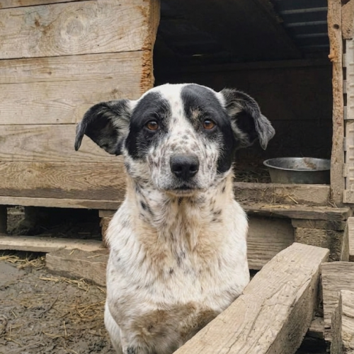 #BE2614492 - Girly, chien croisé à adopter – AnimalWeb Belgique #BE2614492 - Girly, chien croisé à adopter – AnimalWeb Belgique