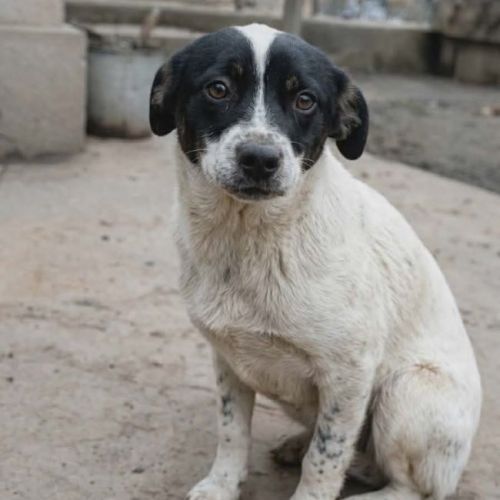 #BE2614493 - Gazelle, chien croisé à adopter – AnimalWeb Belgique #BE2614493 - Gazelle, chien croisé à adopter – AnimalWeb Belgique