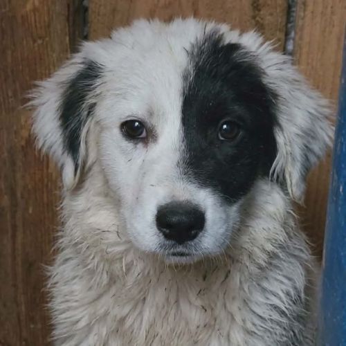 #BE2614494 - Gardenia, chien croisé à adopter – AnimalWeb Belgique #BE2614494 - Gardenia, chien croisé à adopter – AnimalWeb Belgique