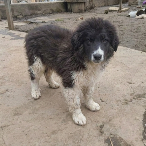 #BE2614495 - Guss, chien croisé à adopter – AnimalWeb Belgique #BE2614495 - Guss, chien croisé à adopter – AnimalWeb Belgique