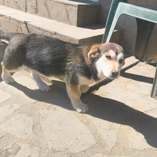 #BE2614497 - Astrale, chien croisé à adopter – AnimalWeb Belgique #BE2614497 - Astrale, chien croisé à adopter – AnimalWeb Belgique