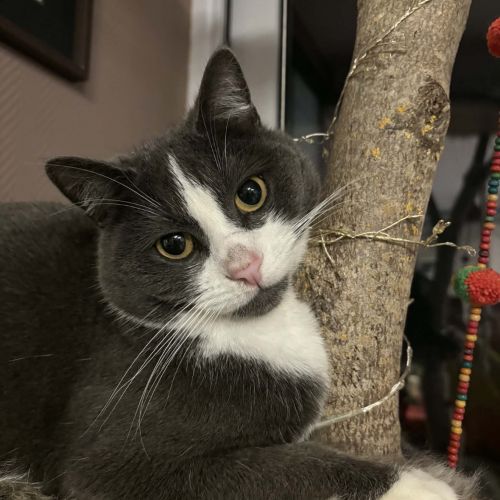 #BE2614498 - Ulysse, chat perdu à Nandrin - AnimalWeb Belgique #BE2614498 - Ulysse, chat perdu à Nandrin - AnimalWeb Belgique