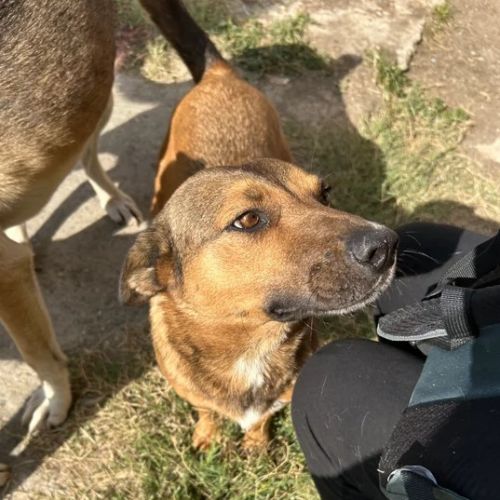 #BE2614499 - Venus, chien croisé à adopter – AnimalWeb Belgique #BE2614499 - Venus, chien croisé à adopter – AnimalWeb Belgique