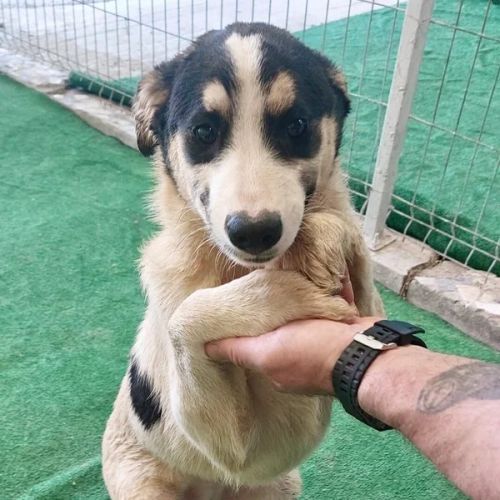 #BE2614500 - Louve, chien croisé à adopter – AnimalWeb Belgique #BE2614500 - Louve, chien croisé à adopter – AnimalWeb Belgique