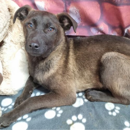 #BE2614501 - Koda, chien croisé à adopter – AnimalWeb Belgique #BE2614501 - Koda, chien croisé à adopter – AnimalWeb Belgique
