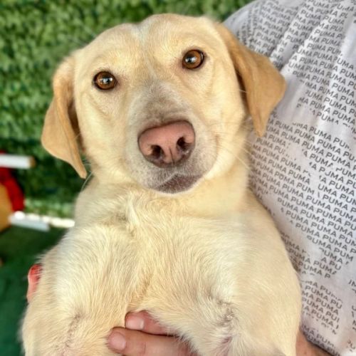 #BE2614502 - Jana, chien croisé à adopter – AnimalWeb Belgique #BE2614502 - Jana, chien croisé à adopter – AnimalWeb Belgique