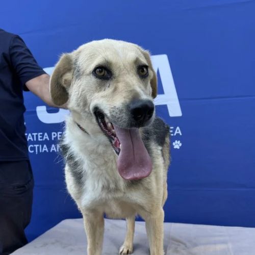 #BE2614503 - Chien à Adopter