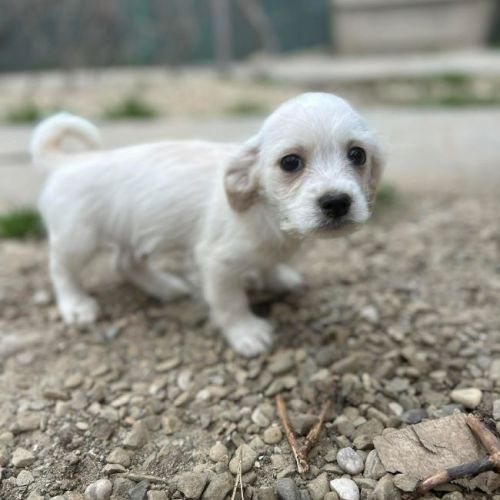 #BE2614504 -  Baxa, chien croisé à adopter – AnimalWeb Belgique