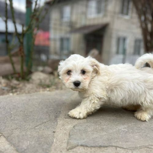 #BE2614505 -  Blue, chien croisé à adopter – AnimalWeb Belgique