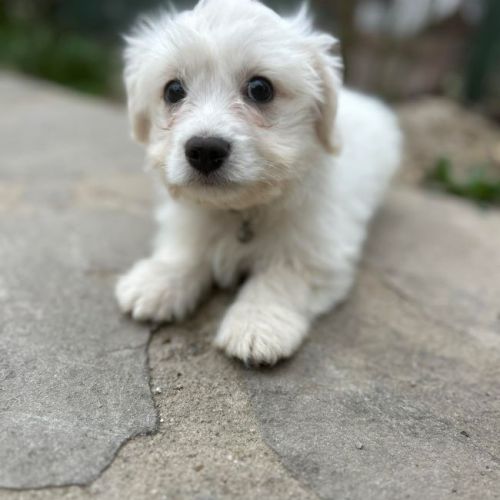 #BE2614506 -  Bouba, chien croisé à adopter – AnimalWeb Belgique