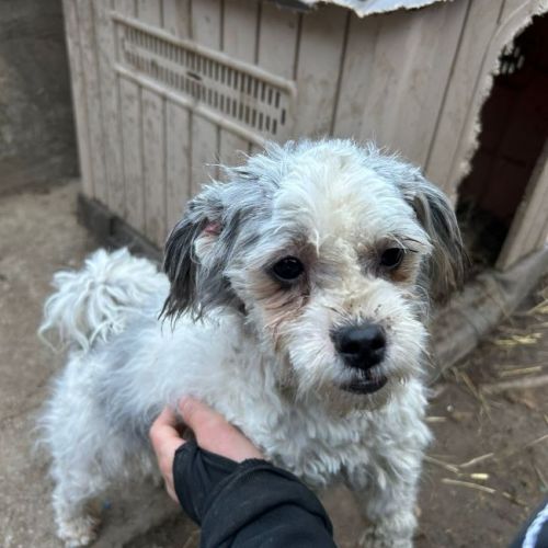 #BE2614507 -  Paulina, chien croisé à adopter – AnimalWeb Belgique