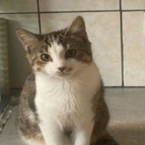 #BE2614508 - Muezza, chat perdu à Liège - AnimalWeb Belgique