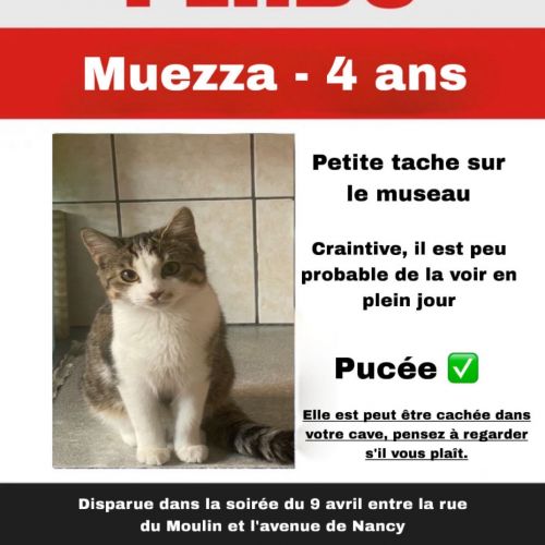#BE2614508 - Muezza, chat perdu à Liège - AnimalWeb Belgique