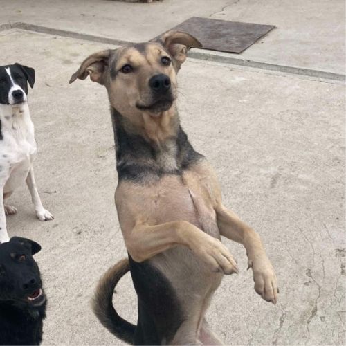 #BE2614509 -  Max, chien croisé à adopter – AnimalWeb Belgique