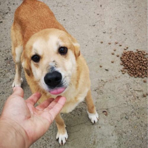 #BE2614510 -  Joke, chien croisé à adopter – AnimalWeb Belgique