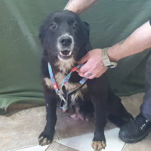 #BE2614511 -  Flora, chien croisé à adopter – AnimalWeb Belgique