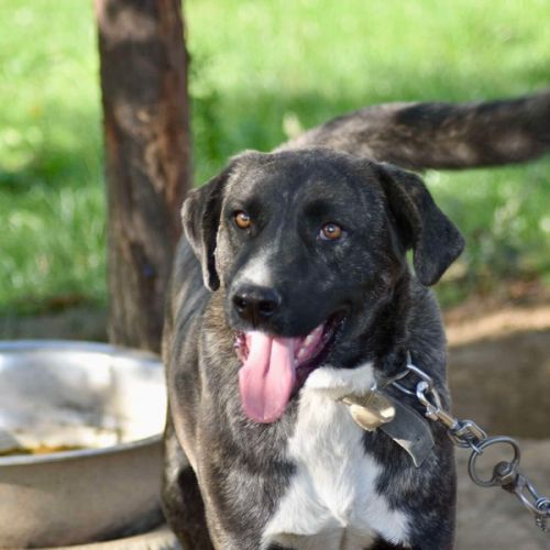 #BE2614512 -  Toby, chien croisé à adopter – AnimalWeb Belgique