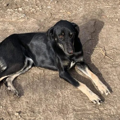 #BE2614513 -  Thalia, chien croisé à adopter – AnimalWeb Belgique