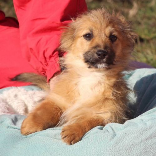 #BE2614514 -  Luca, chien croisé à adopter – AnimalWeb Belgique