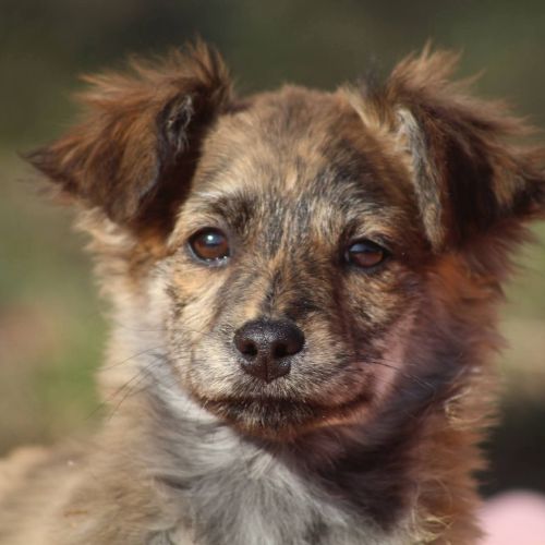 #BE2614515 -  Louise, chien croisé à adopter – AnimalWeb Belgique