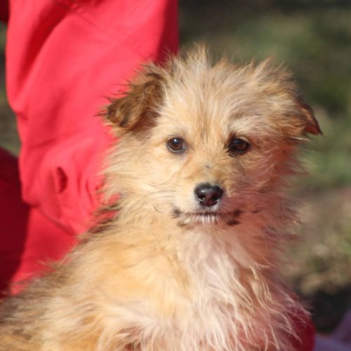 #BE2614516 -  Luna, chien croisé à adopter – AnimalWeb Belgique