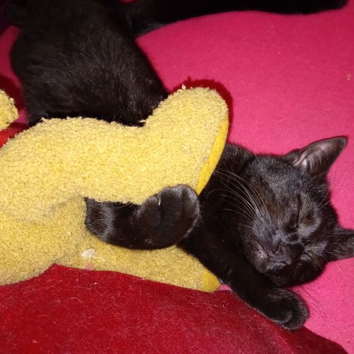 #BE2614520 - Yuki, chat perdu à Uccle - AnimalWeb Belgique