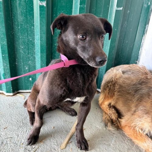 #BE2614525 -  Blue, chien croisé à adopter – AnimalWeb Belgique