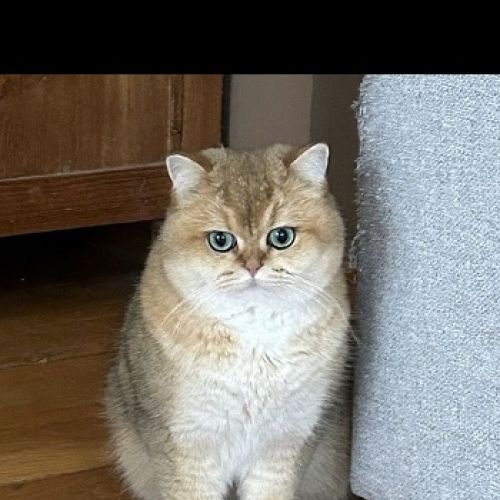 #BE2614527 - Louis, chat perdu à Waterloo - AnimalWeb Belgique #BE2614527 - Louis, chat perdu à Waterloo - AnimalWeb Belgique