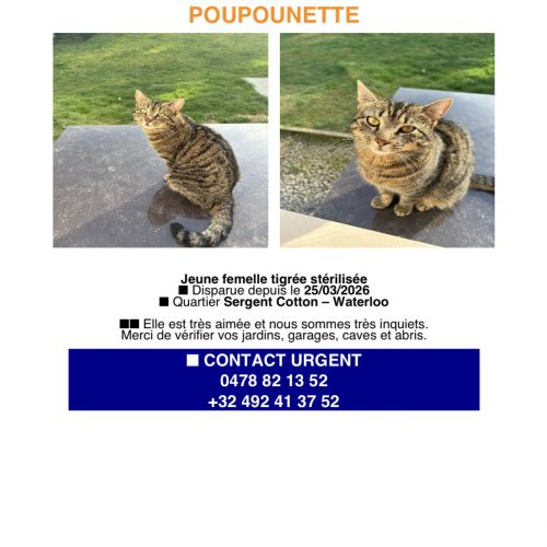 #BE2614528 - Poupounette, chat perdu à Waterloo - AnimalWeb Belgique #BE2614528 - Poupounette, chat perdu à Waterloo - AnimalWeb Belgique