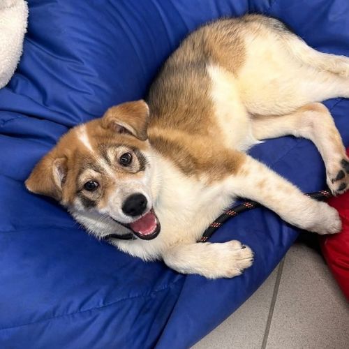 #BE2614530 -  Cleia, chien croisé à adopter – AnimalWeb Belgique