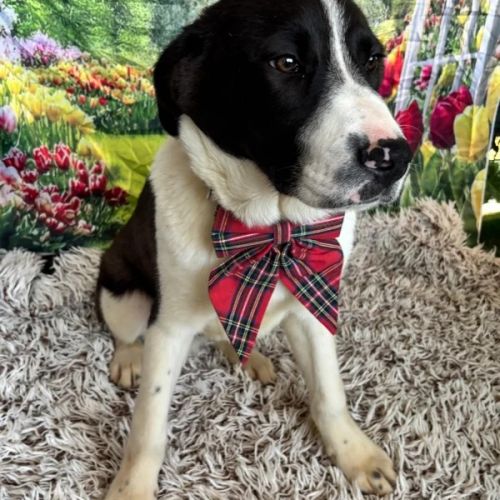 BE - Oreo - Happy Dogs Forever