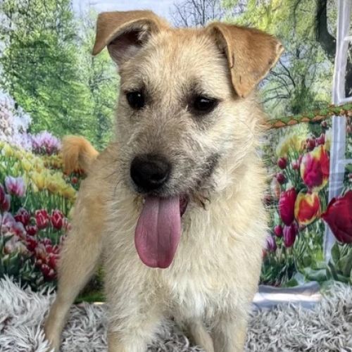 BE - Neo - Happy Dogs Forever