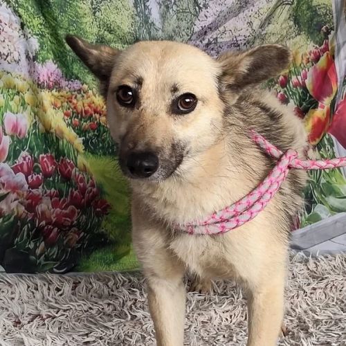 BE - Kiara - Happy Dogs Forever